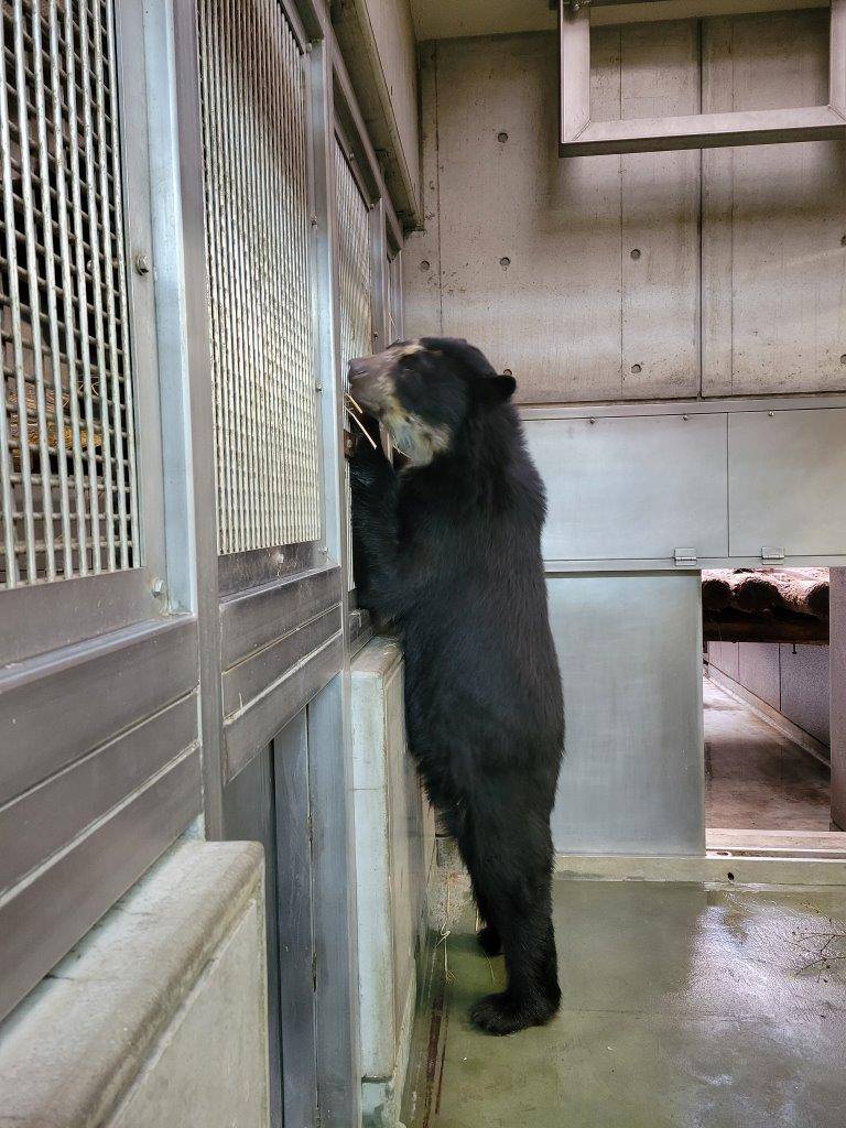 立ち上がって隣の寝室から藁を引き抜く雪雄⑤
