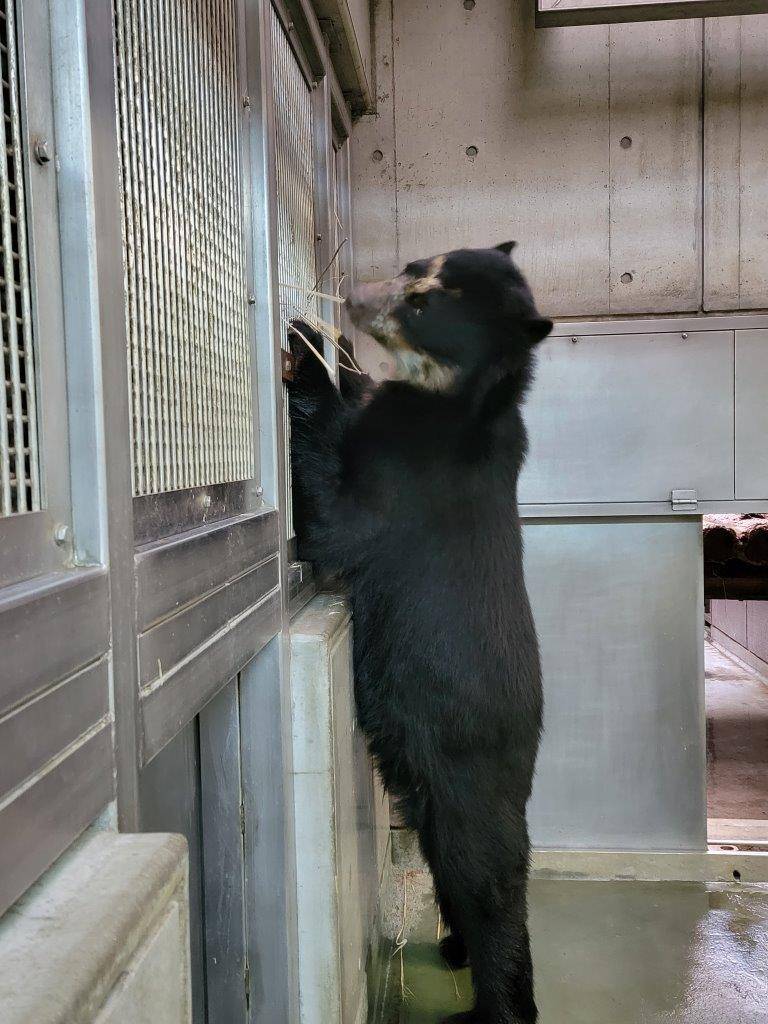 立ち上がって隣の寝室から藁を引き抜く雪雄⑥