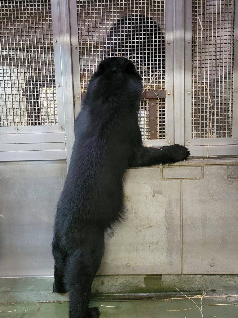 立ち上がって隣の寝室から藁を引き抜く雪雄⑨