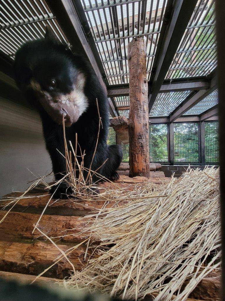 寝台上の藁を食べる雪雄①