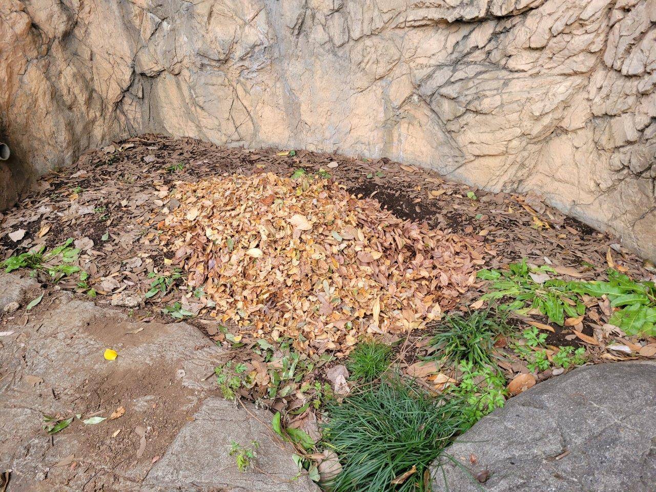 展示場の片隅に敷いた落ち葉①