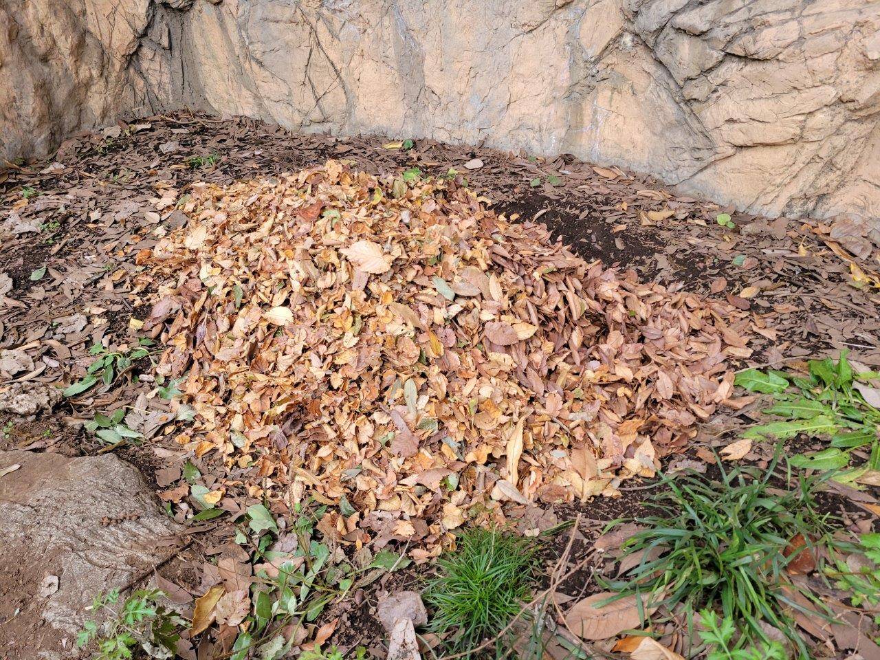 展示場の片隅に敷いた落ち葉②
