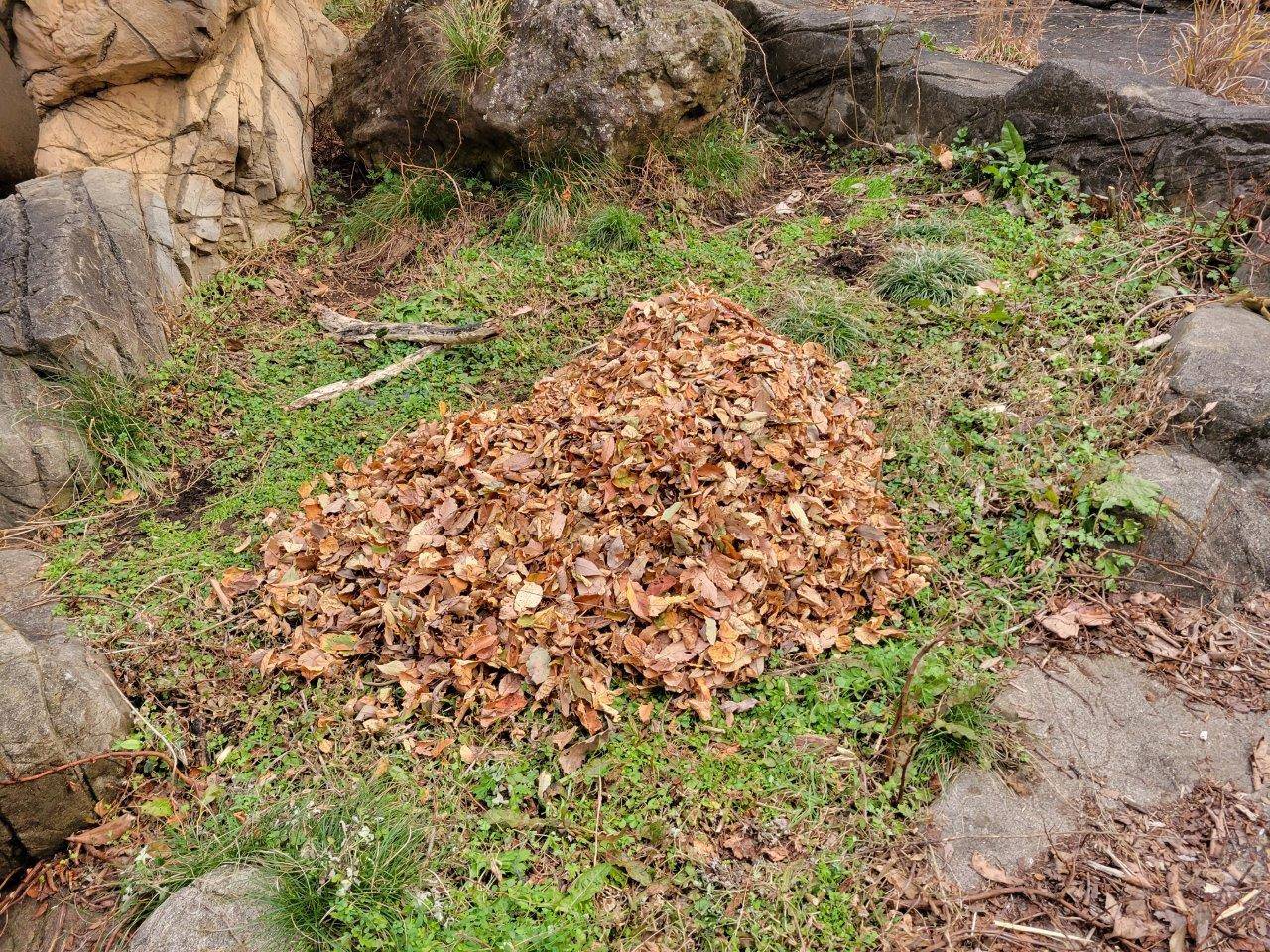 展示場の一部に敷いた落ち葉