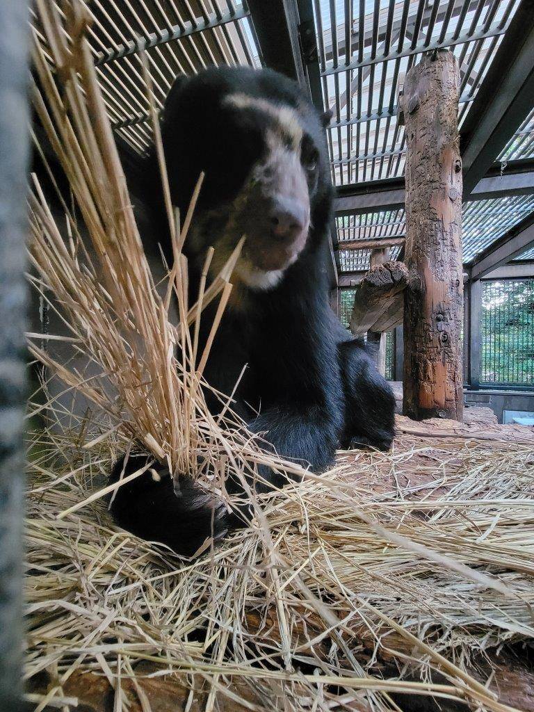 寝台上の藁を持つ雪雄①
