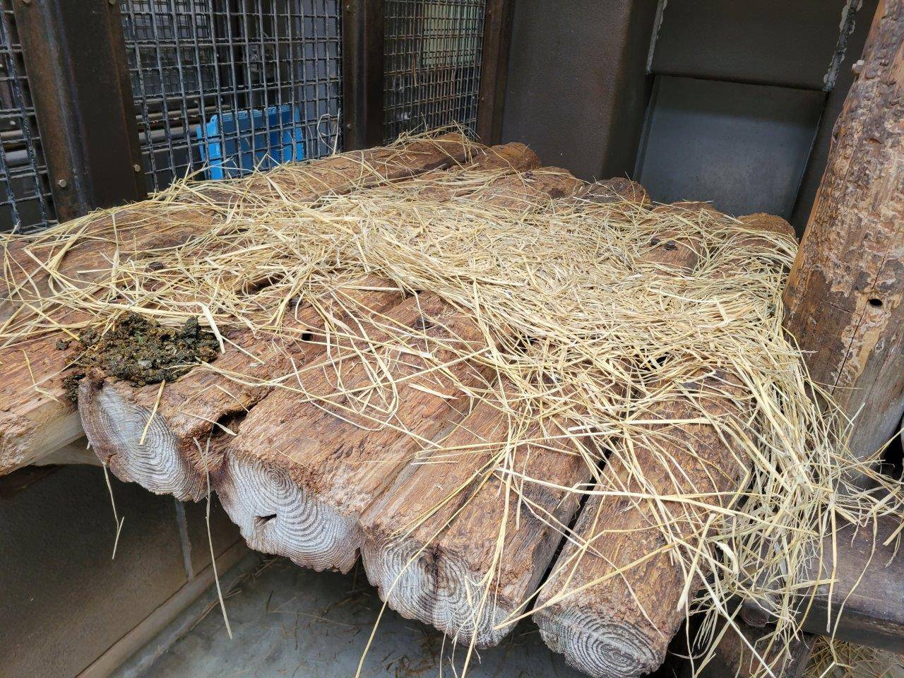 翌朝の藁の状態