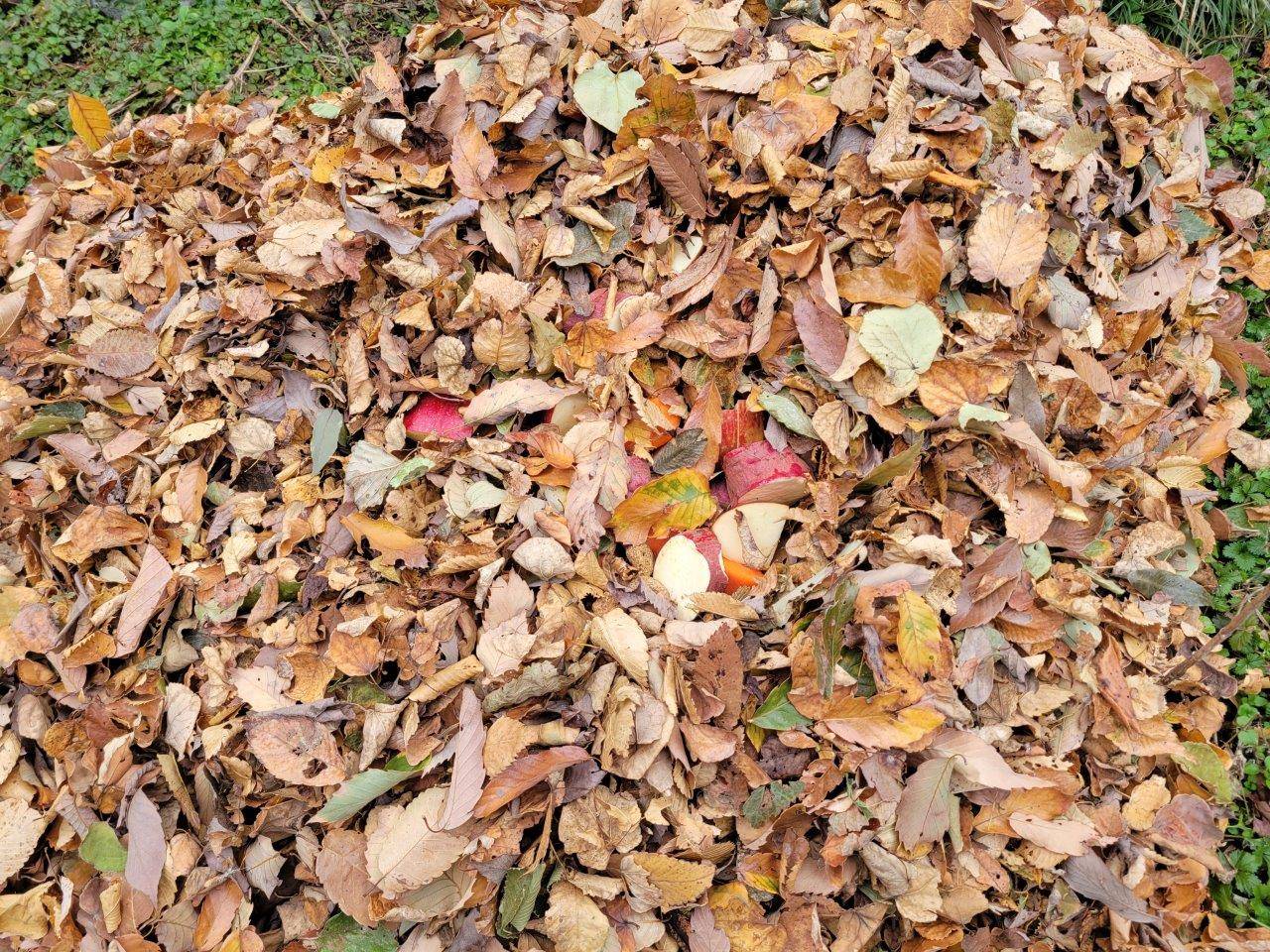 落ち葉の中に入れ餌