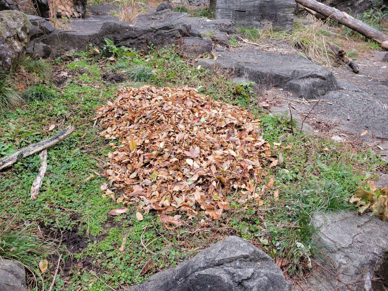餌を置いて落ち葉で隠された状況