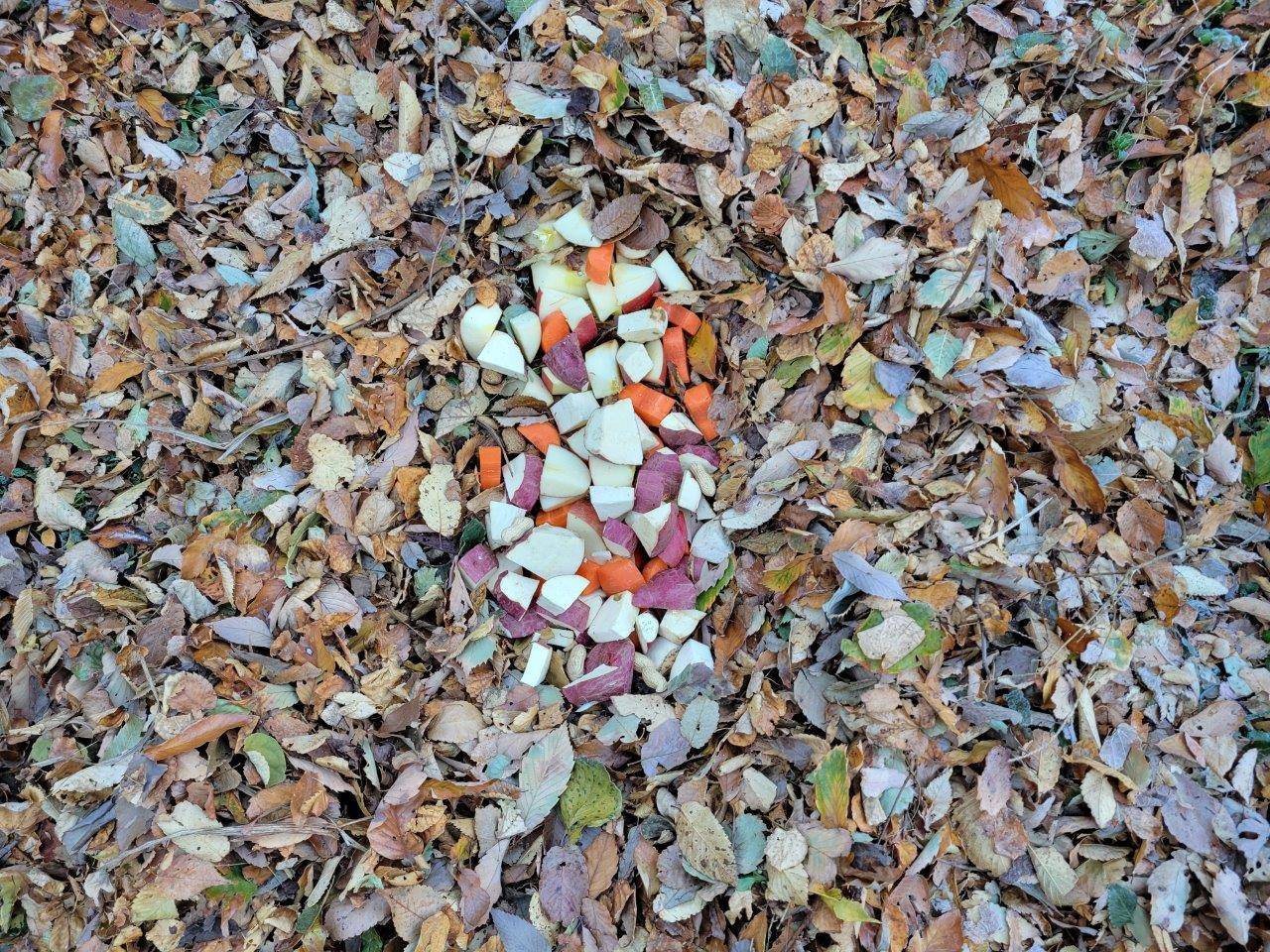 落ち葉を少し掘って、餌を置いた状況