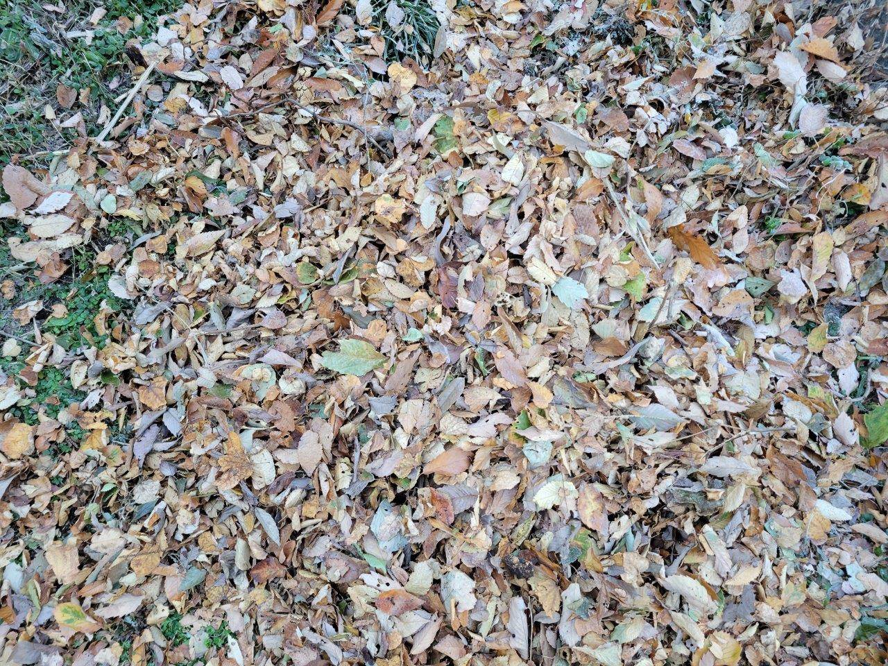 パット見、落ち葉が置いてあるようにしか見えない