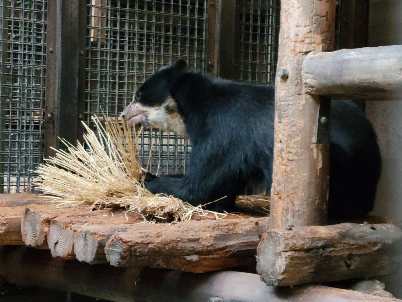寝台上の藁を食べる雪雄③