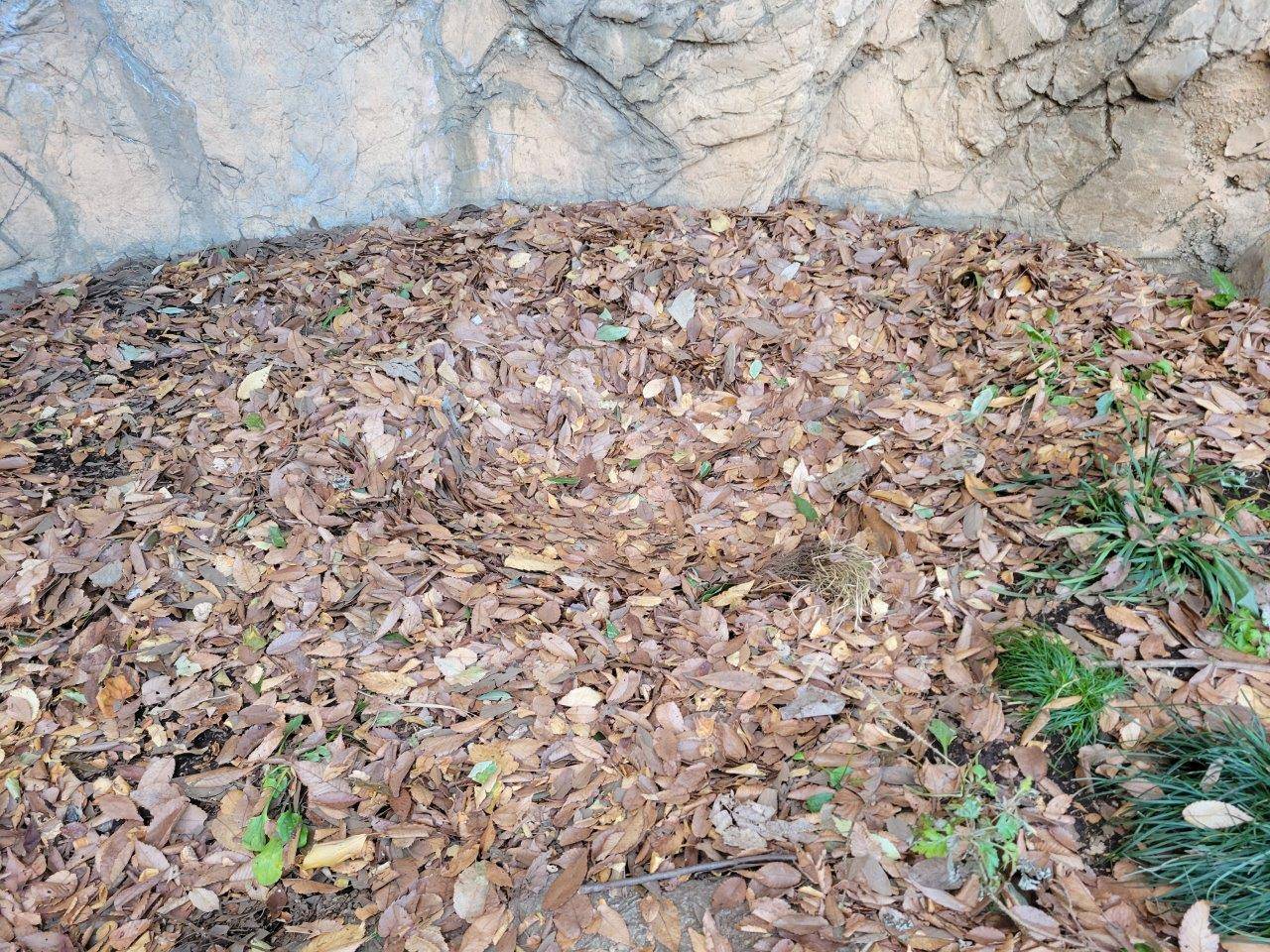 中ほどが窪んだ落ち葉①