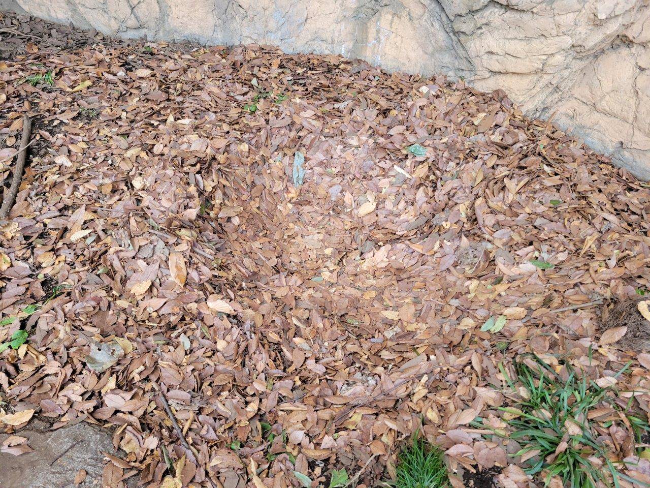 中ほどが窪んだ落ち葉②