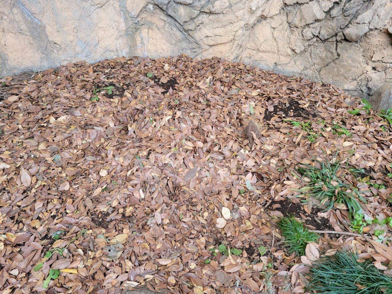 窪みを戻した落ち葉