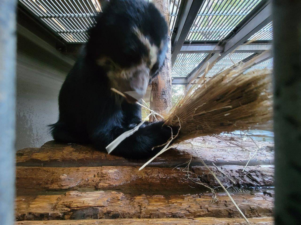 寝台上の藁を食べる雪雄⑤