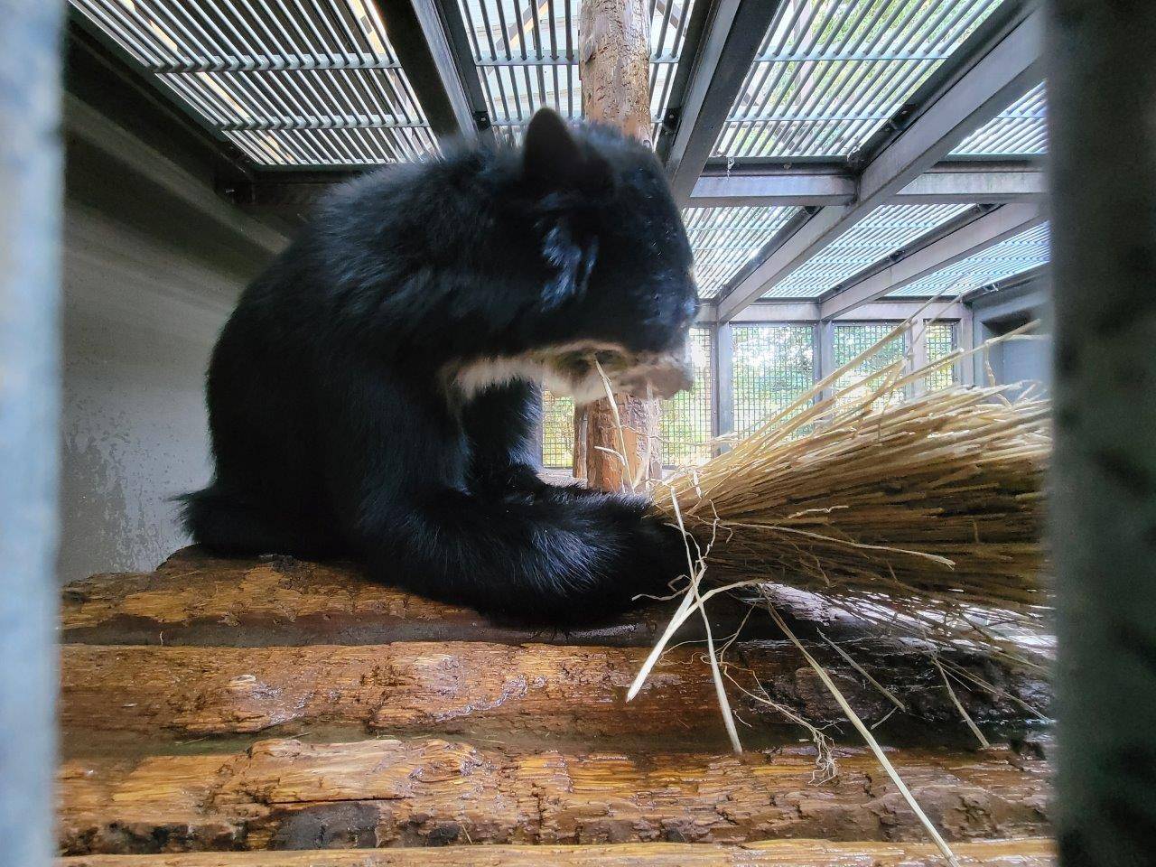 寝台上の藁を食べる雪雄⑦