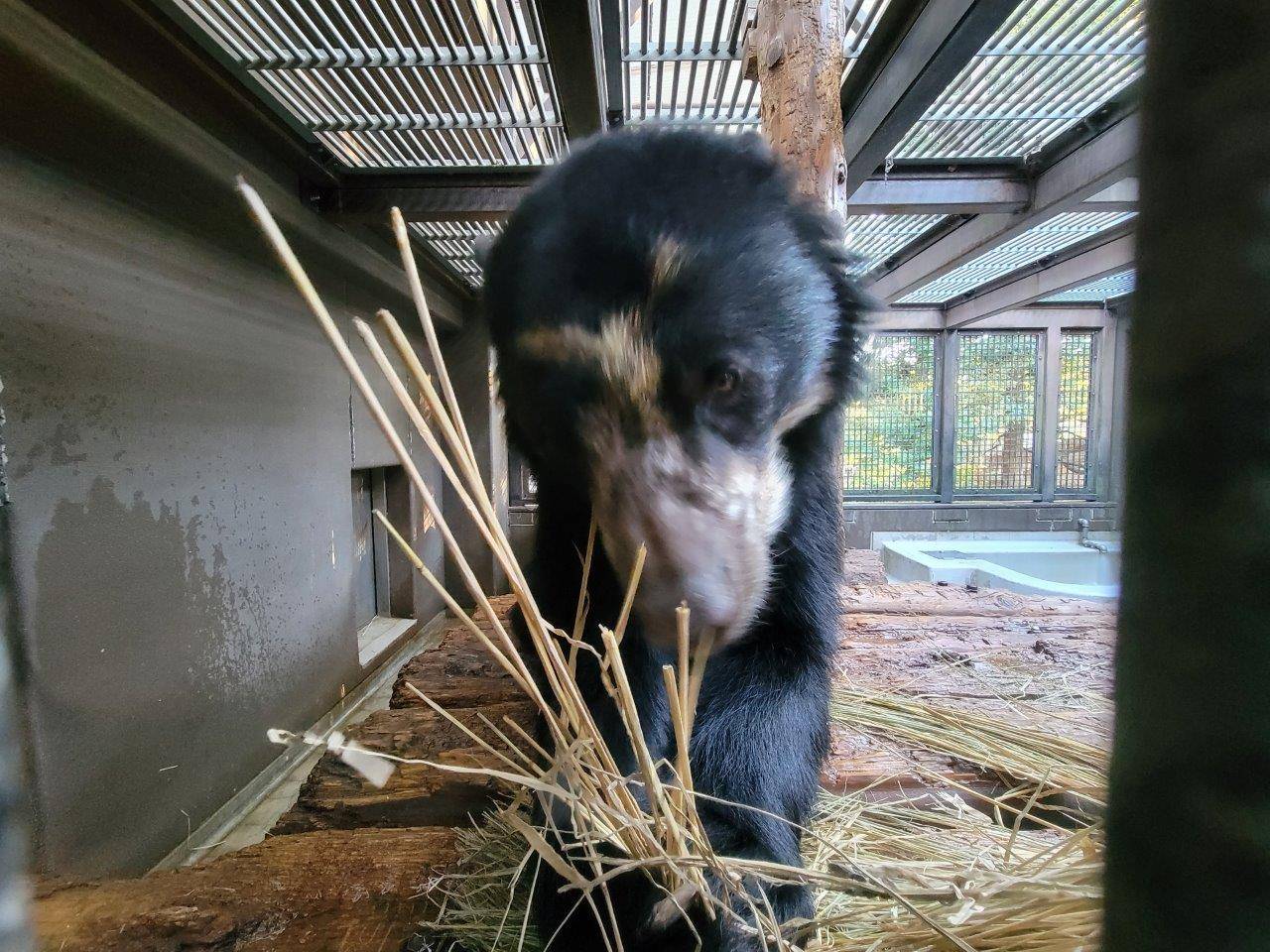 寝台上の藁を食べる雪雄⑨