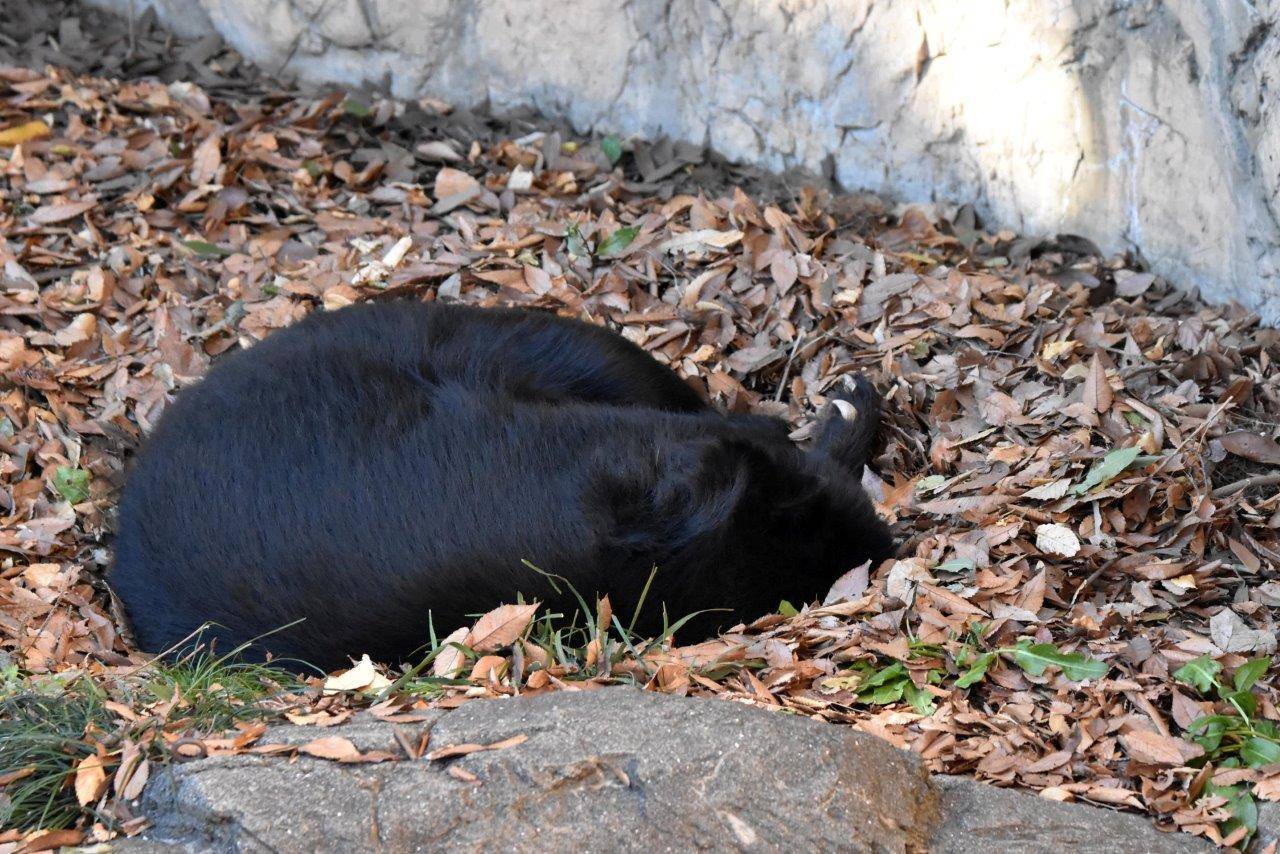 落ち葉の上で丸まって休むルイス①