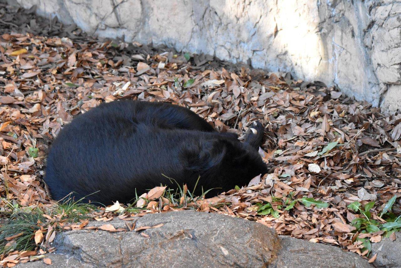 落ち葉の上で丸まって休むルイス②