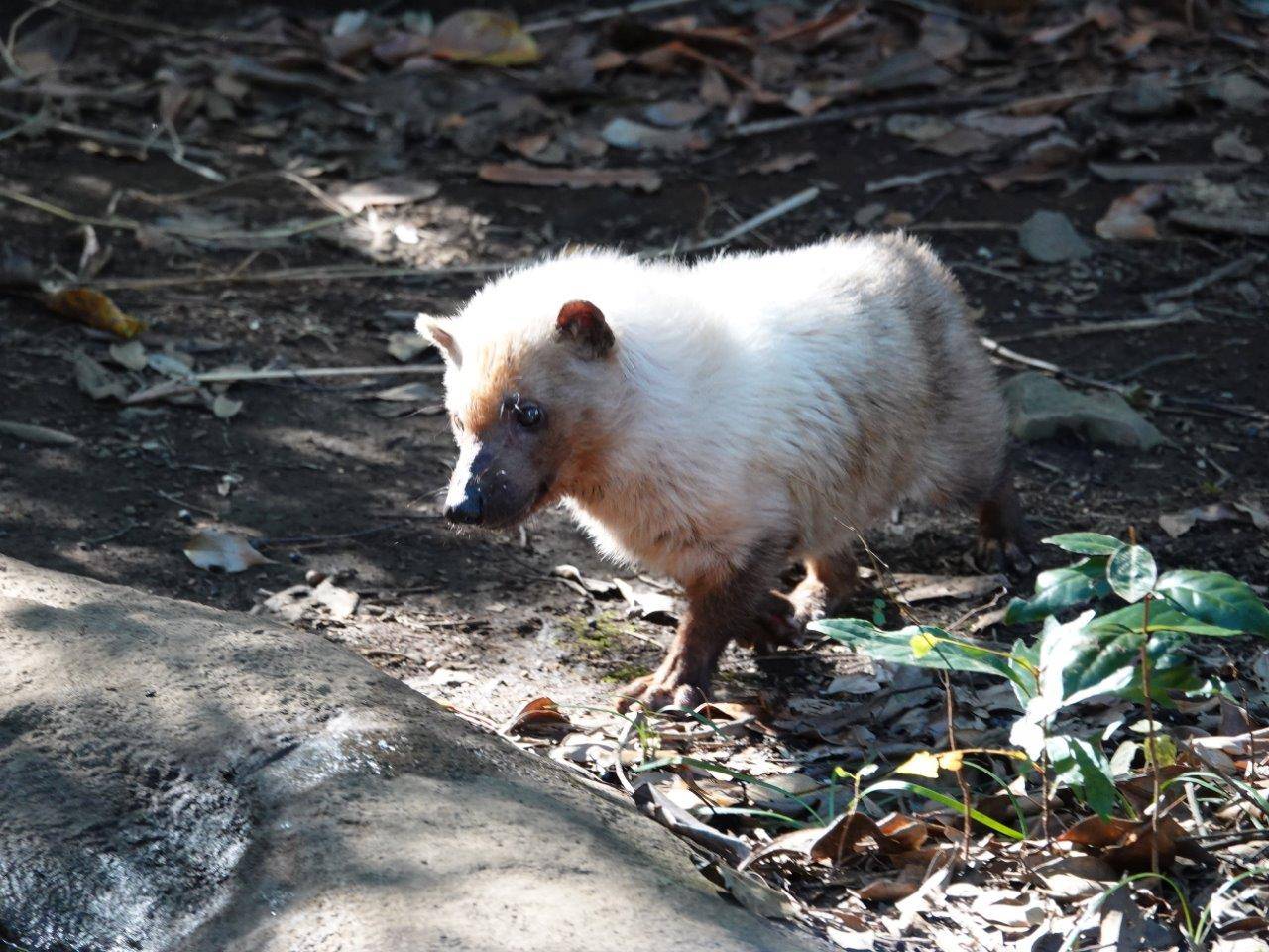 展示場のフキ①