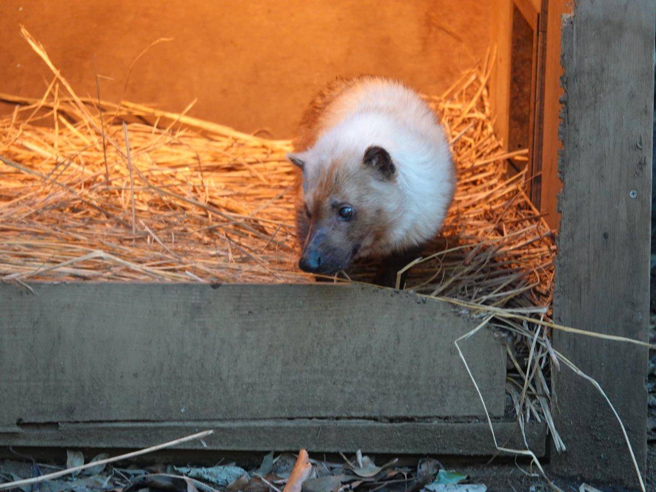 展示場の小屋内のフキ②