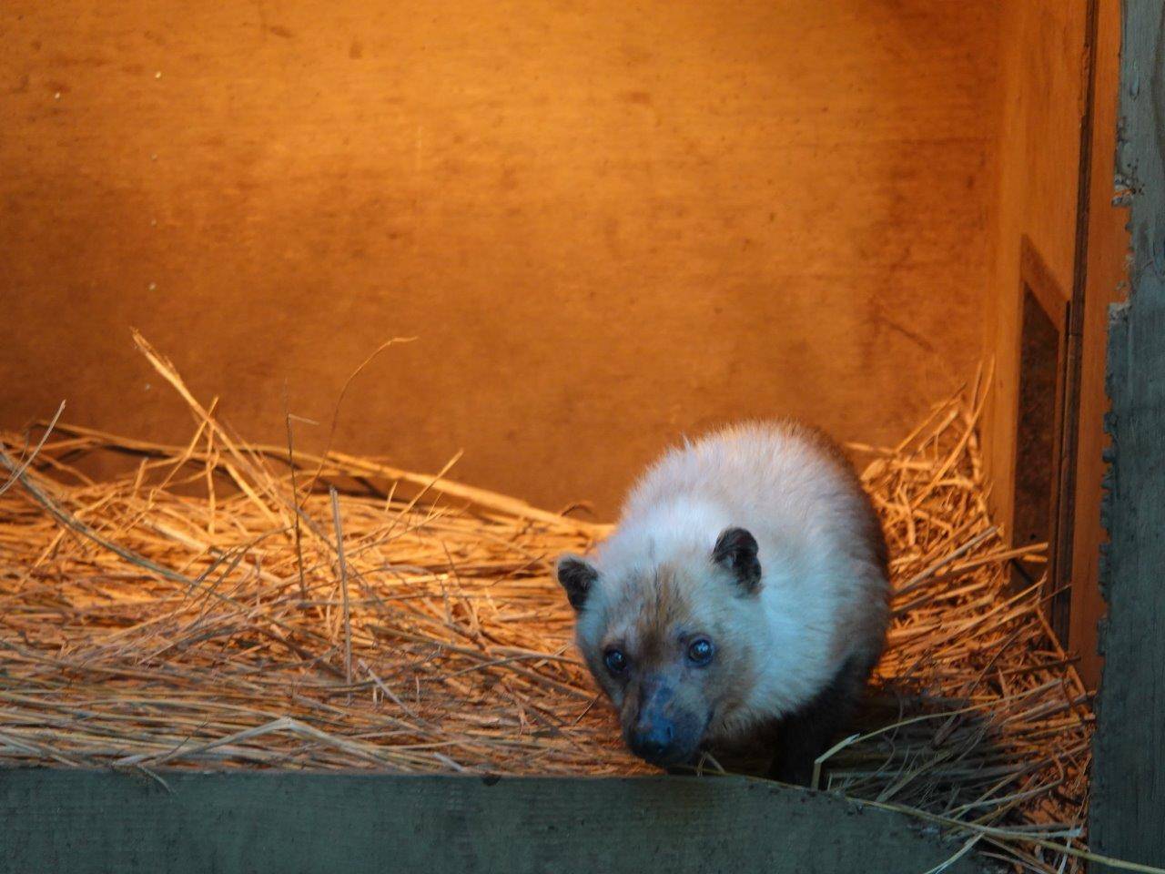 展示場の小屋内のフキ③
