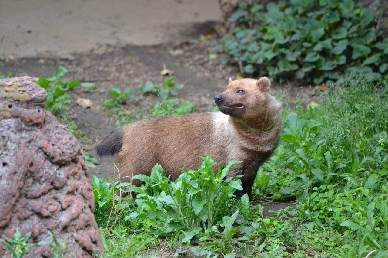 現在のアリクイ展示場のフキ①