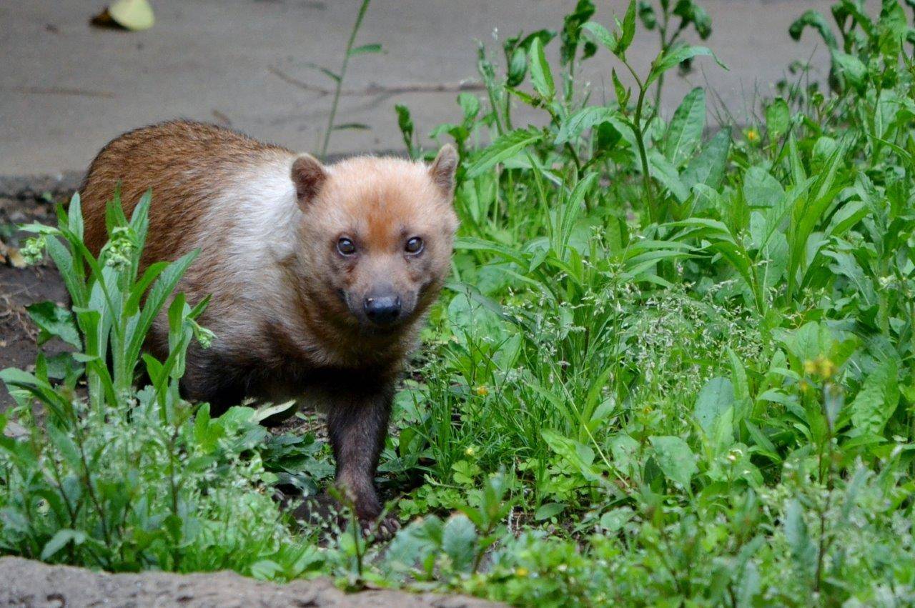 現在のアリクイ展示場のフキ②