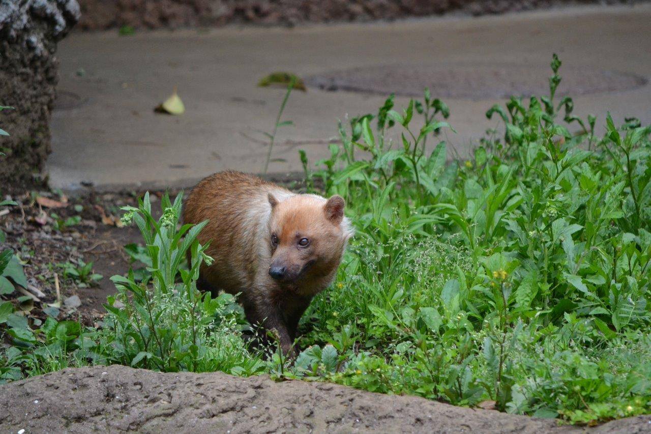 現在のアリクイ展示場のフキ③