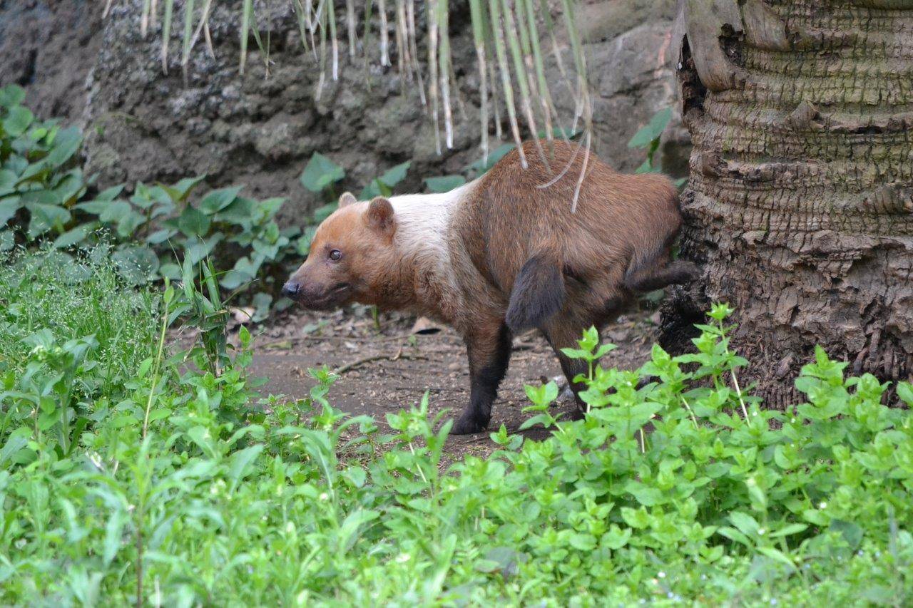 マーキングするフキ②