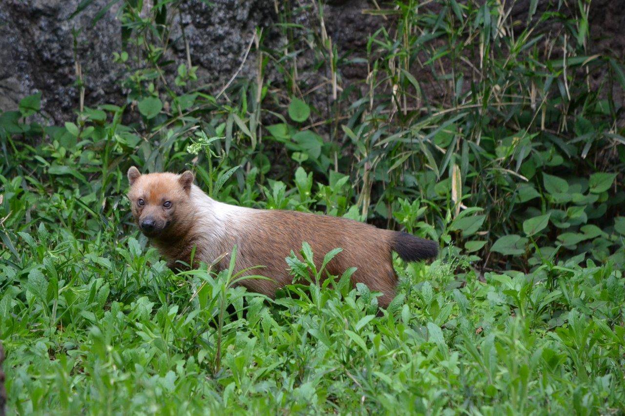 現在のアリクイ展示場のフキ④