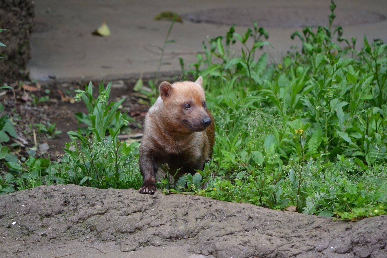 現在のアリクイ展示場のフキ⑤