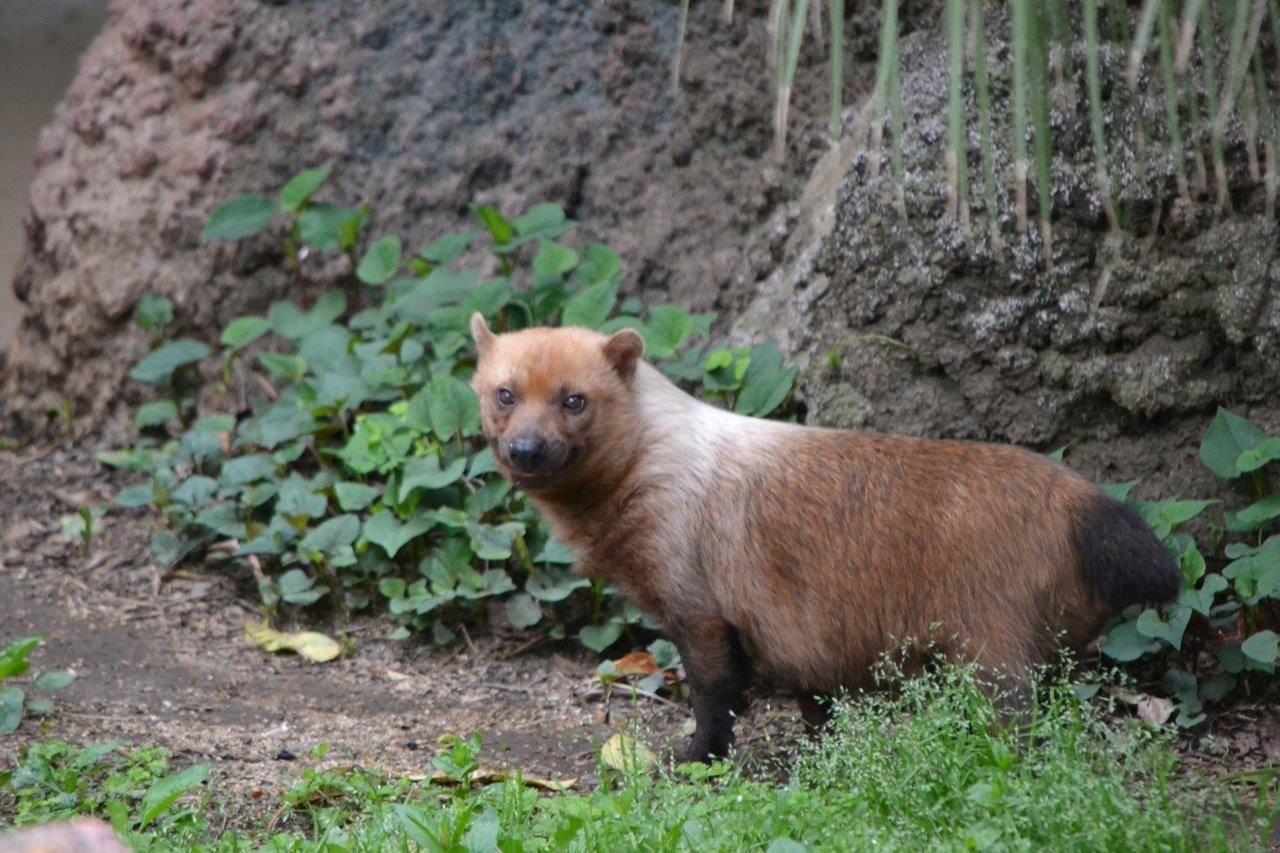 現在のアリクイ展示場のフキ⑥