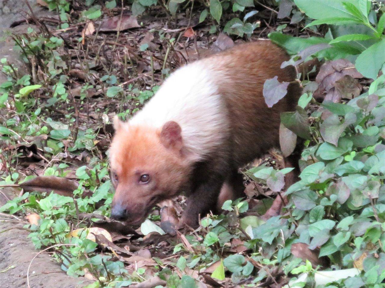 展示場を展示散策するフキ