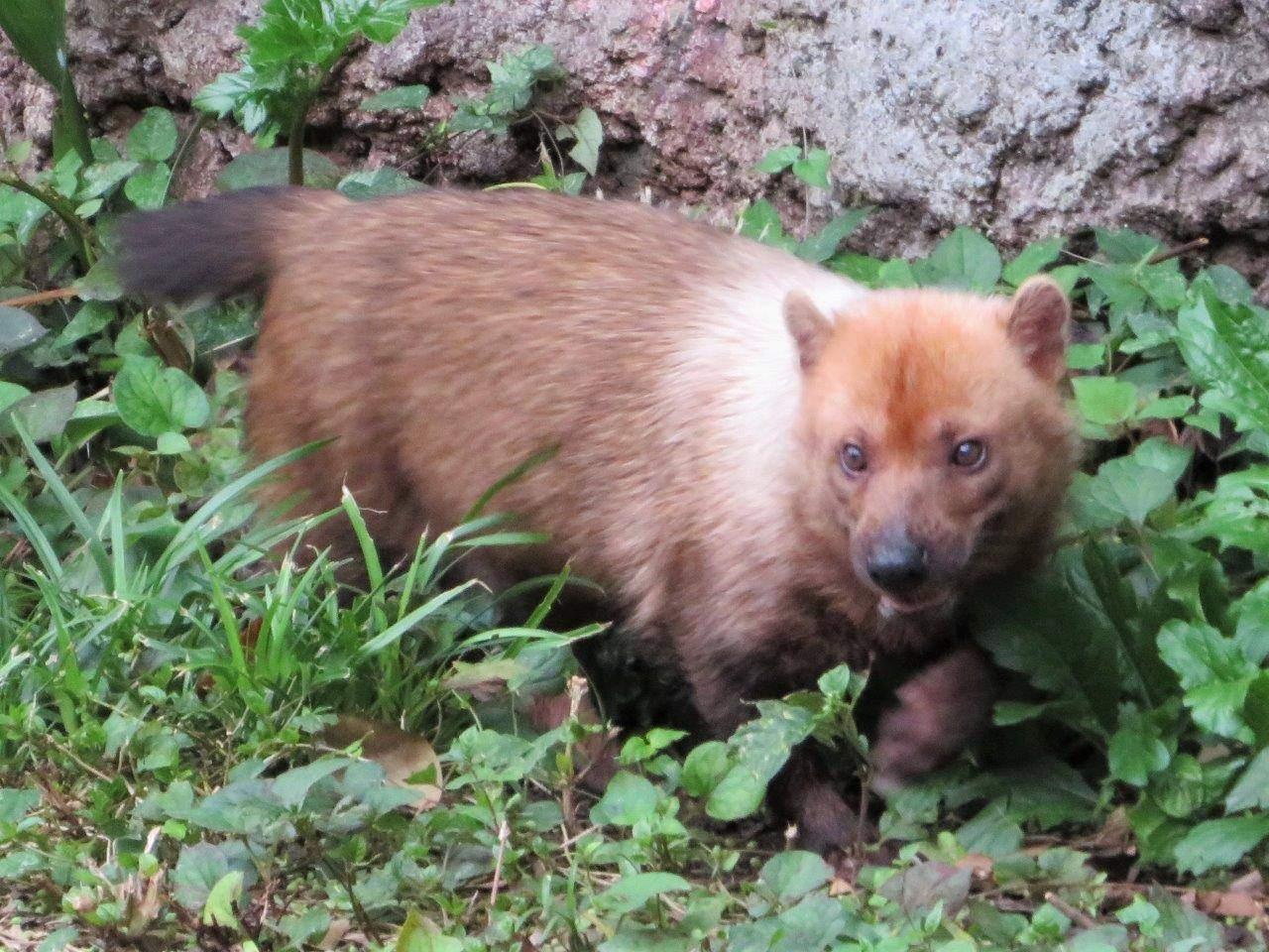 展示場のフキ②