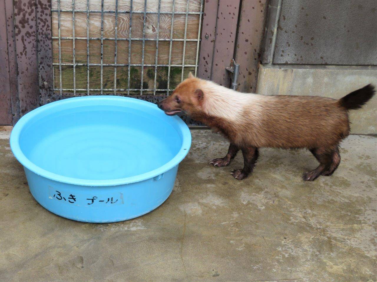 サブ運動場のフキ