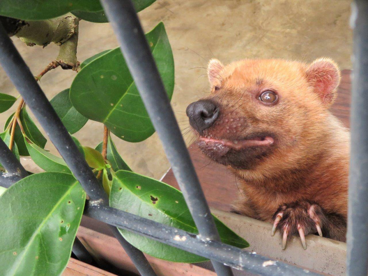 葉っぱに興味を示して立ち上がるフキ