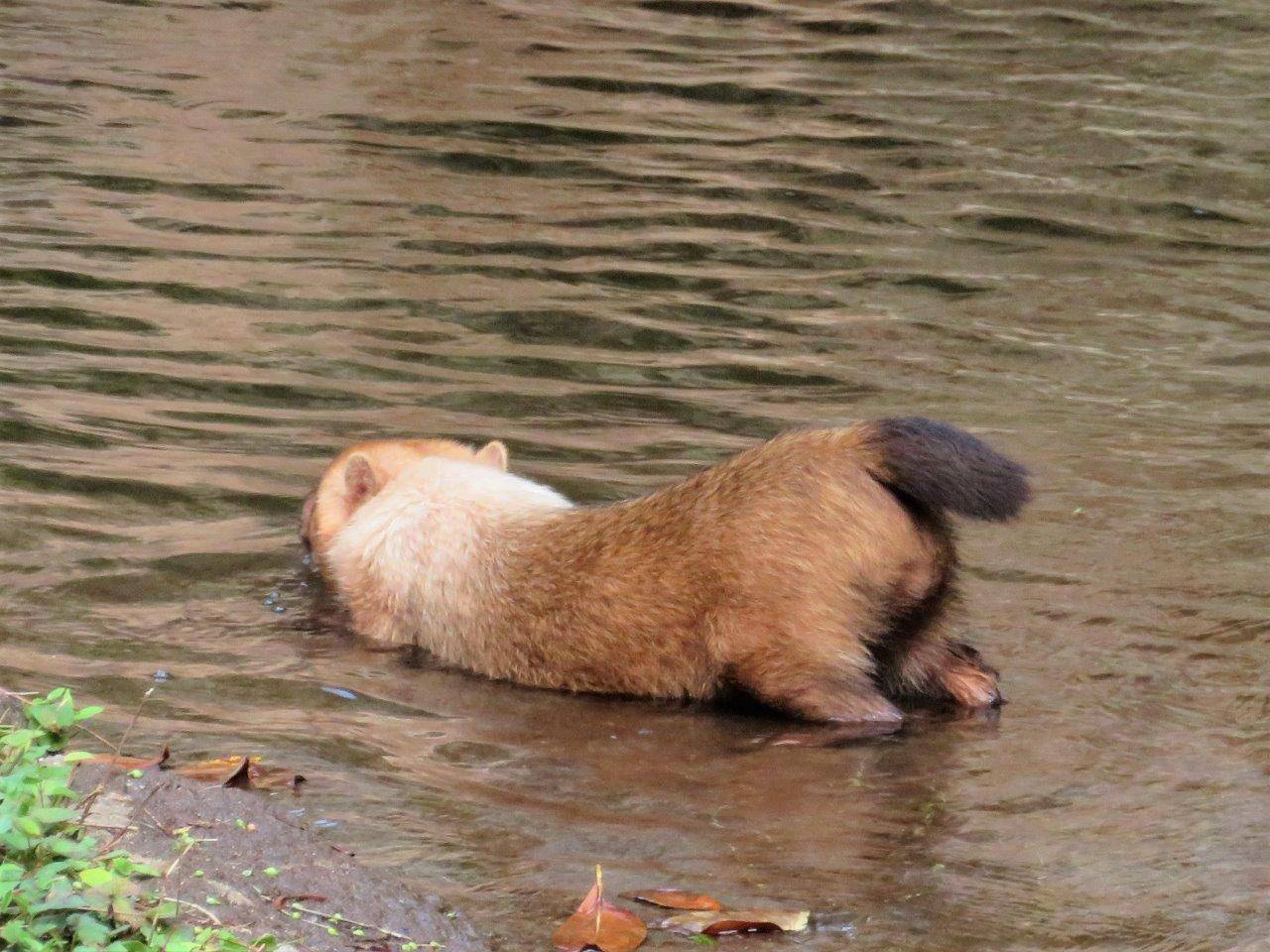 プールに入って行くフキ