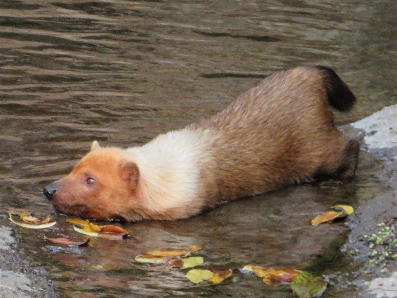 プールに入るフキ