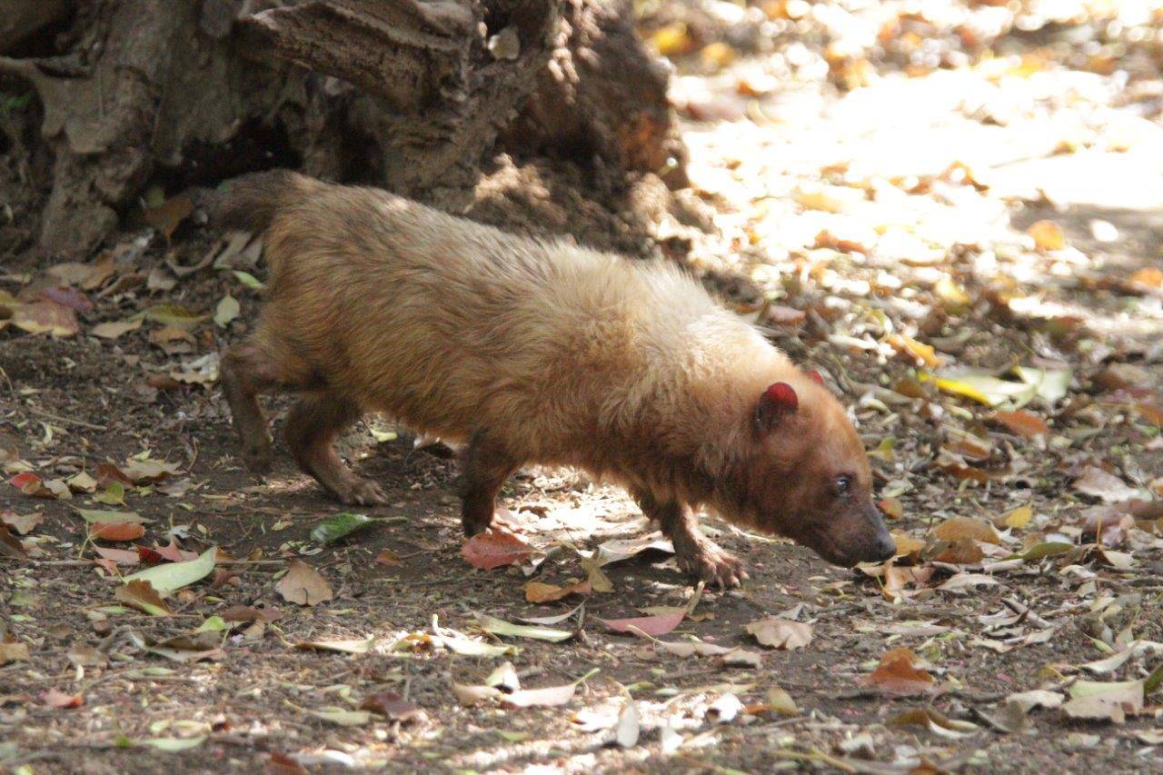 展示場を歩くフキ展示場を①
