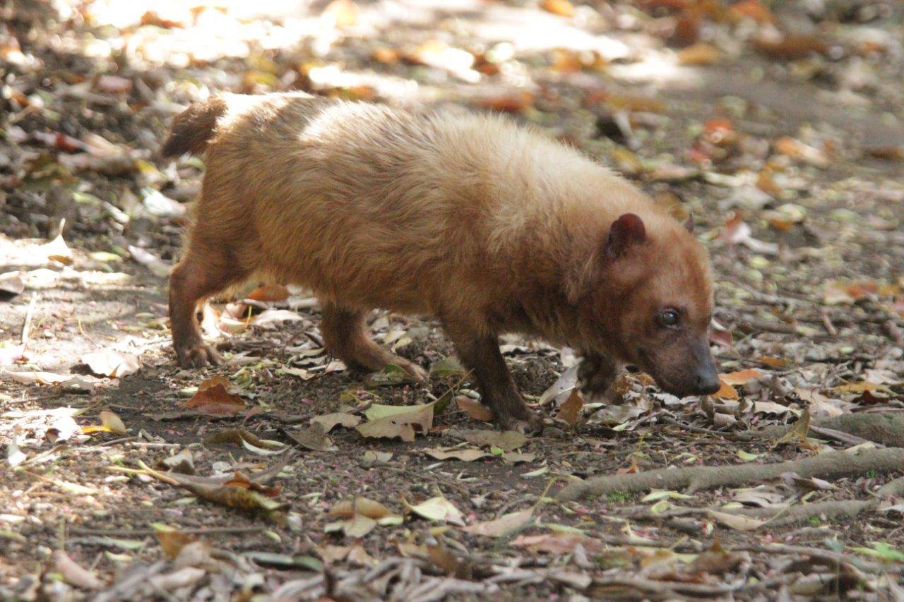展示場を歩くフキ②