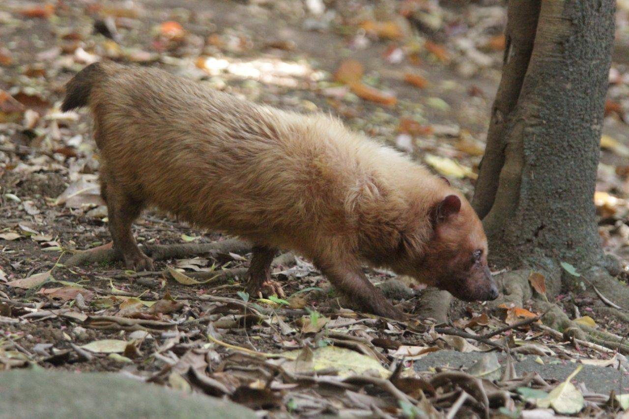 展示場を歩くフキ③
