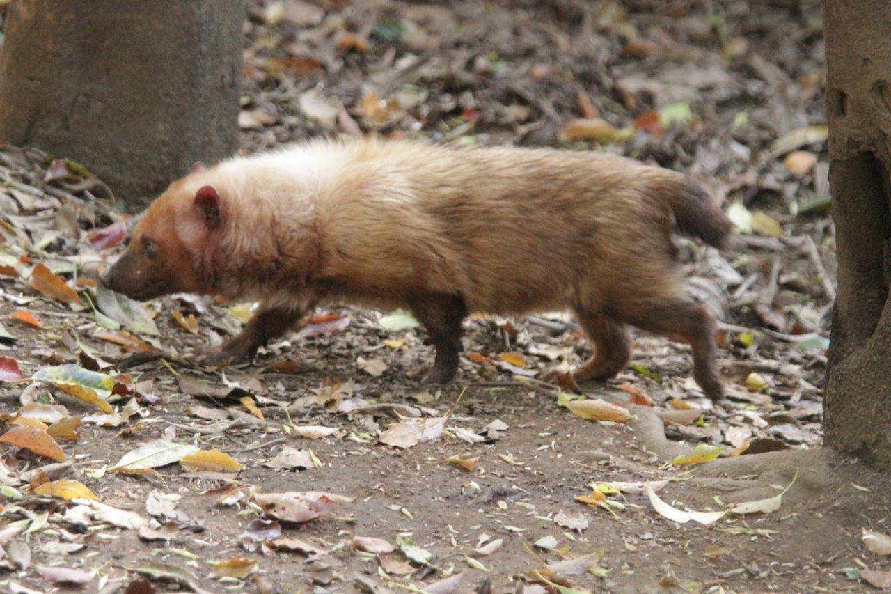 展示場歩くフキ④