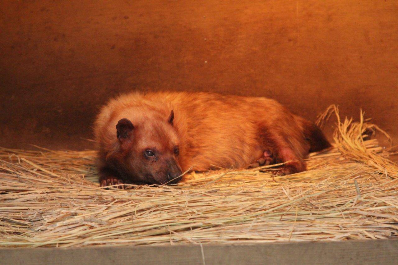 小屋内で休むフキ①