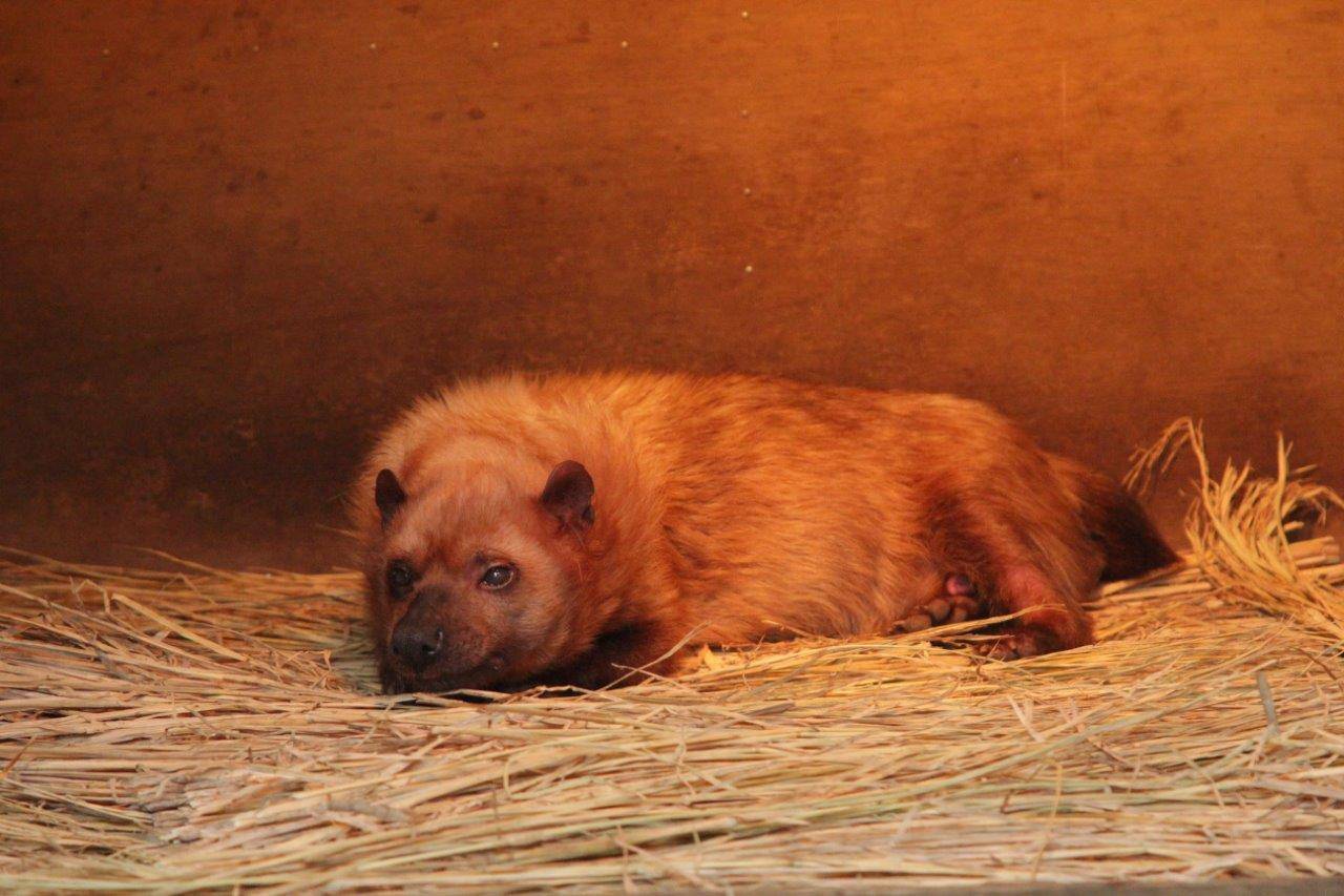 小屋内で休むフキ②