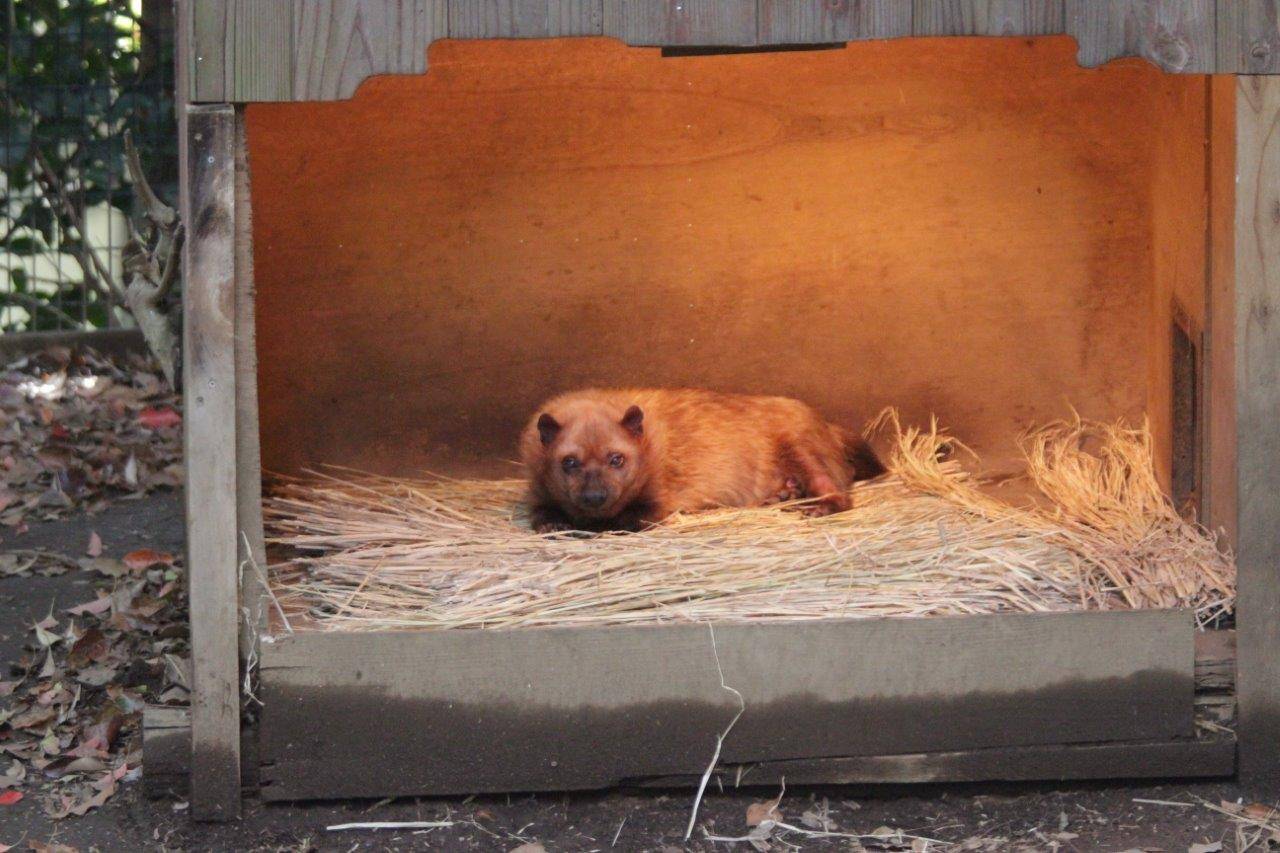 小屋内で休むフキ③