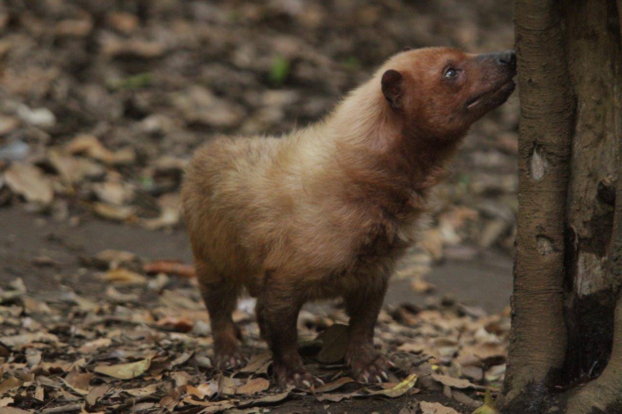 展示場で匂いを嗅ぐフキ