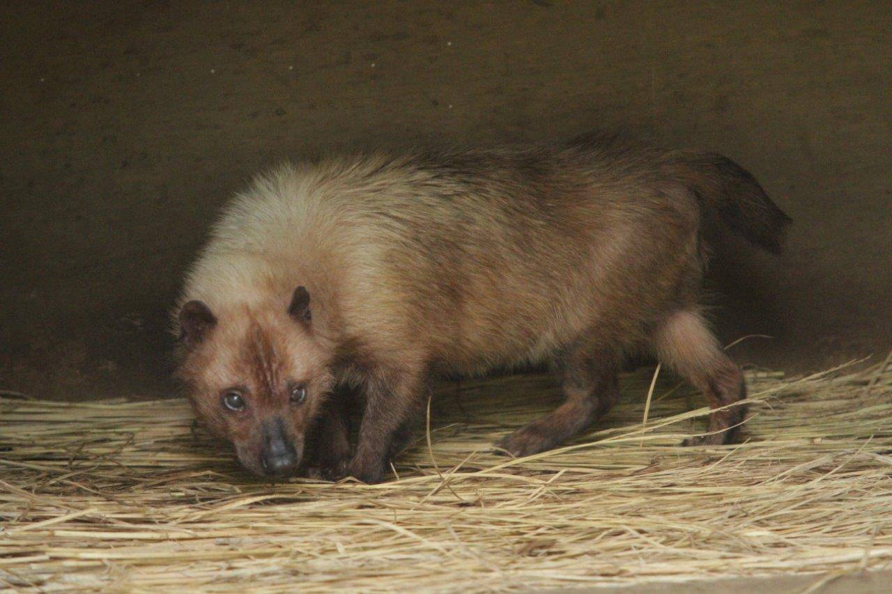 小屋内に入るフキ