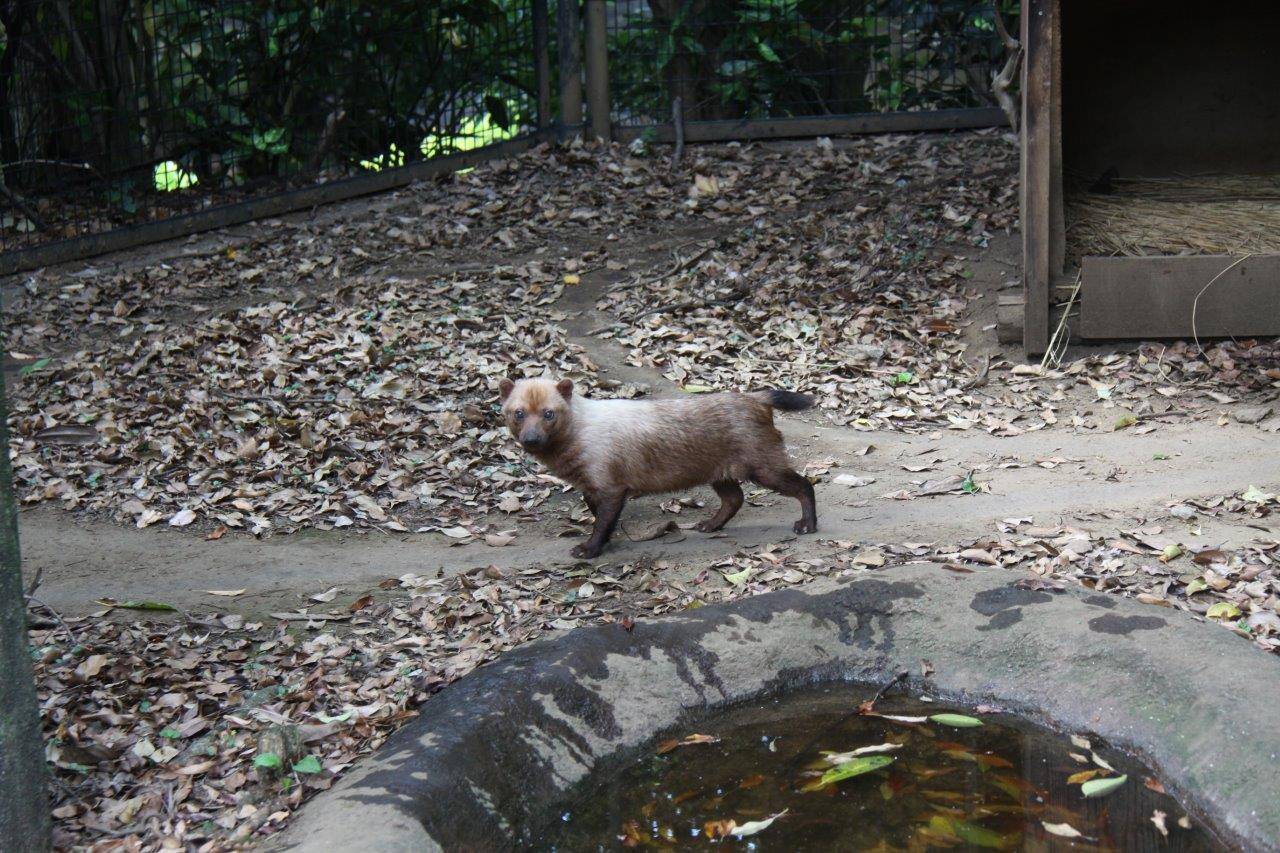 ヤブイヌの展示場のフキ
