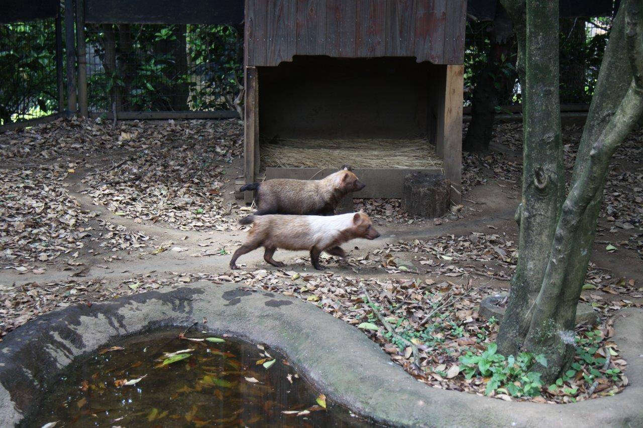 展示場のフキとスマイラー①