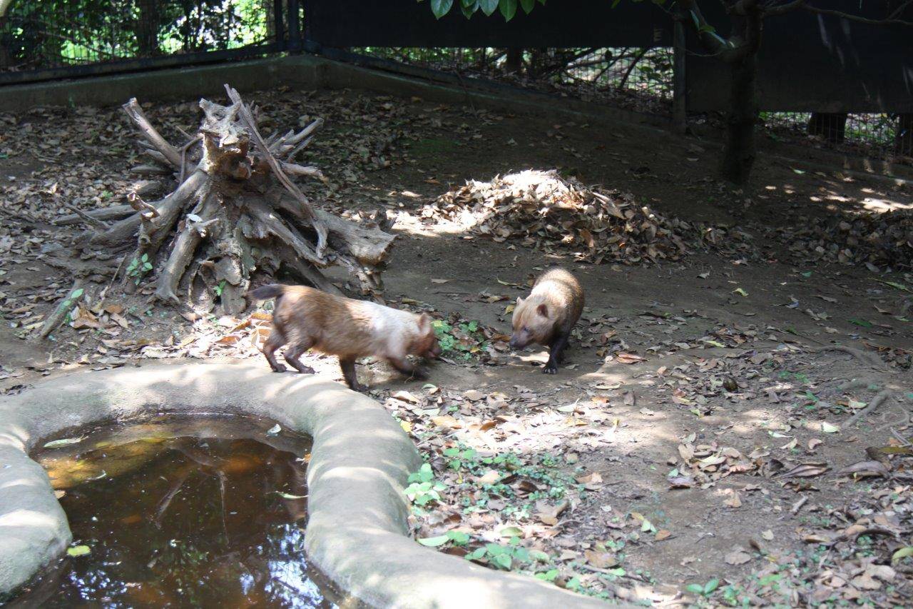 展示場のフキとスマイラー②